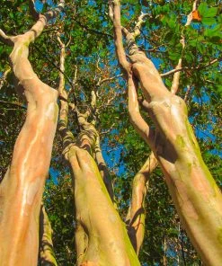Brighter Blooms Dynamite Crape Myrtle Tree Flowering Trees