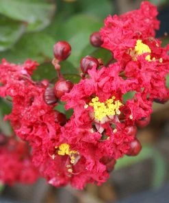Brighter Blooms Dynamite Crape Myrtle Tree Flowering Trees