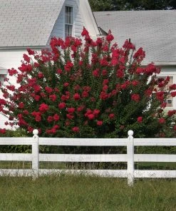 Brighter Blooms Dynamite Crape Myrtle Tree Flowering Trees