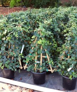 Brighter Blooms English Ivy