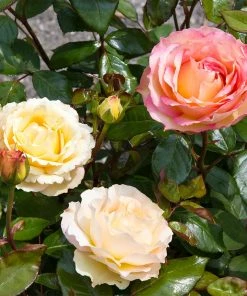Brighter Blooms Euphoria® Rose Shrub Shrubs & Hedges