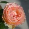 Brighter Blooms Euphoria® Rose Shrub Shrubs & Hedges