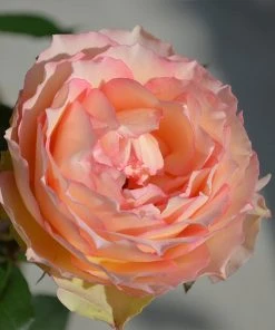 Brighter Blooms Euphoria® Rose Shrub Shrubs & Hedges