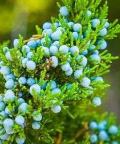 Brighter Blooms Evergreen & Privacy Eastern Red Cedar Tree 8 Brighter Blooms Evergreen & Privacy Eastern Red Cedar Tree