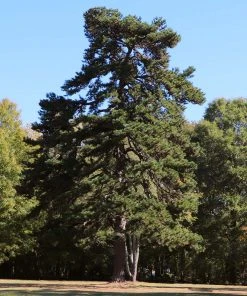 Brighter Blooms Evergreen & Privacy Eastern Red Cedar Tree 9 Brighter Blooms Evergreen & Privacy Eastern Red Cedar Tree