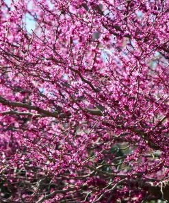 Brighter Blooms Flowering Trees Eastern Redbud Tree