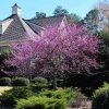Brighter Blooms Flowering Trees Eastern Redbud Tree