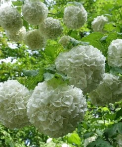 Brighter Blooms Eastern Snowball Bush Shrubs & Hedges