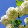 Brighter Blooms Eastern Snowball Bush Shrubs & Hedges