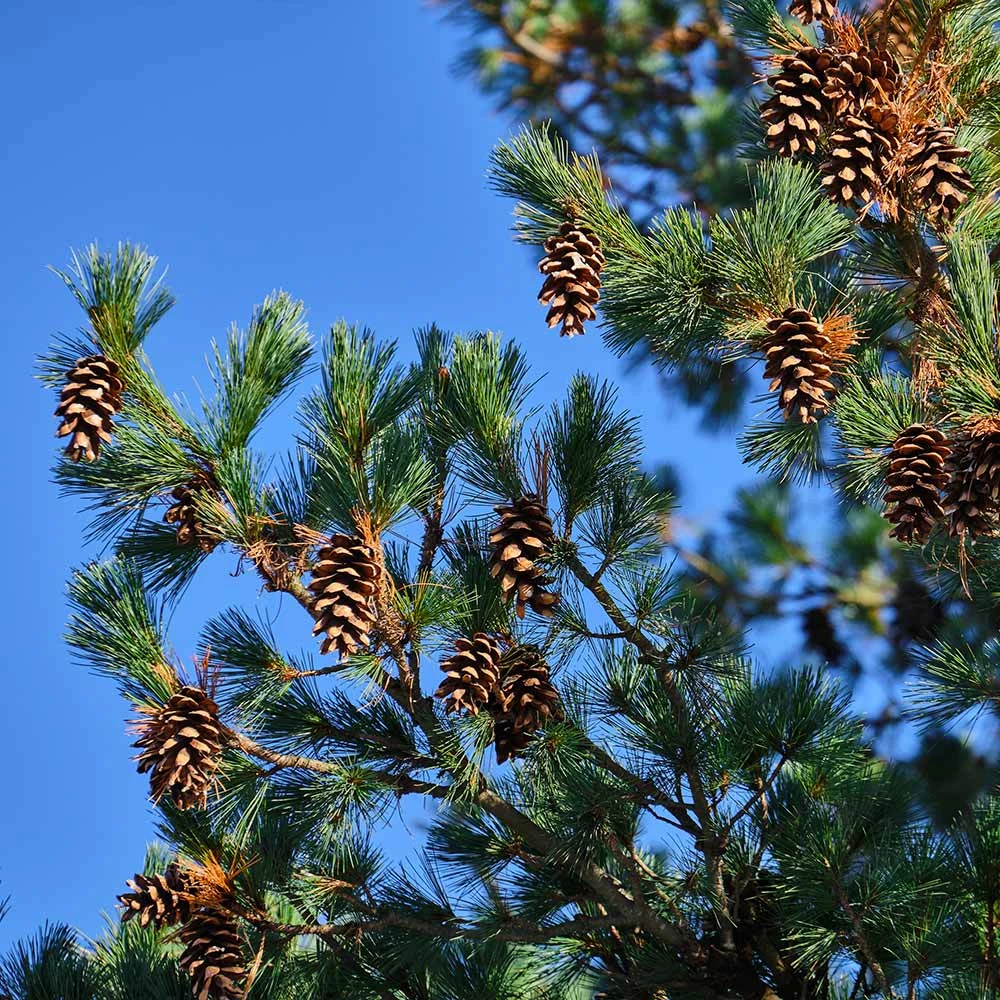 Brighter Blooms Eastern White Pine Tree Evergreen & Privacy 3 Brighter Blooms Eastern White Pine Tree Evergreen & Privacy