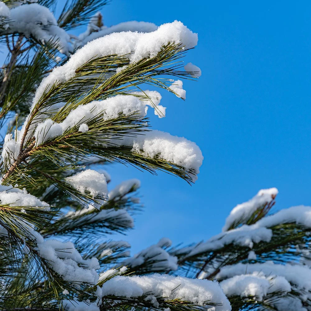 Brighter Blooms Eastern White Pine Tree Evergreen & Privacy 4 Brighter Blooms Eastern White Pine Tree Evergreen & Privacy