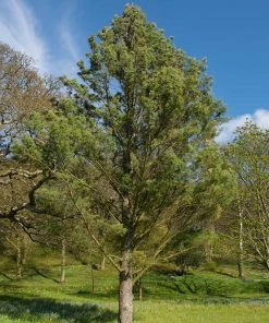 Brighter Blooms Eastern White Pine Tree Evergreen & Privacy 11 Brighter Blooms Eastern White Pine Tree Evergreen & Privacy