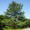 Brighter Blooms Eastern White Pine Tree Evergreen & Privacy