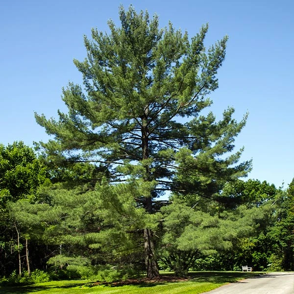 Brighter Blooms Eastern White Pine Tree Evergreen & Privacy 1 Brighter Blooms Eastern White Pine Tree Evergreen & Privacy