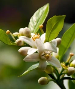 Brighter Blooms Fruit Trees EasyPeel Clementine Tree