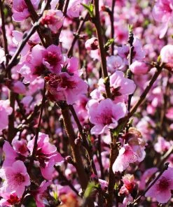 Brighter Blooms Elberta Peach Tree Fruit Trees
