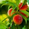 Brighter Blooms Elberta Peach Tree Fruit Trees