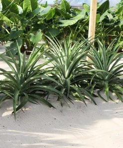 Brighter Blooms Elite Gold Pineapple Plant Fruit Trees