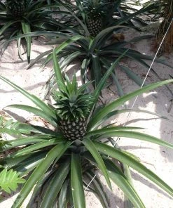 Brighter Blooms Elite Gold Pineapple Plant Fruit Trees