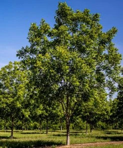 Brighter Blooms Elliot Pecan Tree New Trees 6 Brighter Blooms Elliot Pecan Tree New Trees