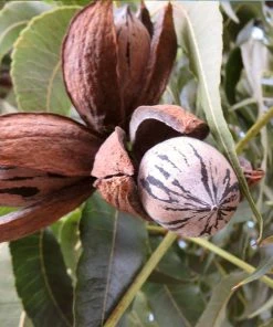 Brighter Blooms Elliot Pecan Tree New Trees