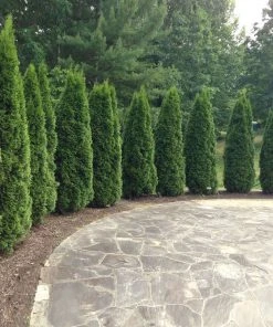 Brighter Blooms Evergreen & Privacy Emerald Green Thuja Tree