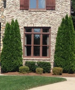 Brighter Blooms Evergreen & Privacy Emerald Green Thuja Tree