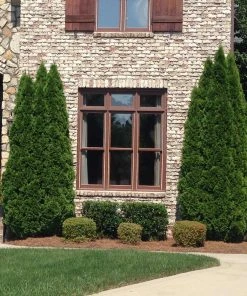 Brighter Blooms Cool-Climate Privacy Kit Evergreen & Privacy