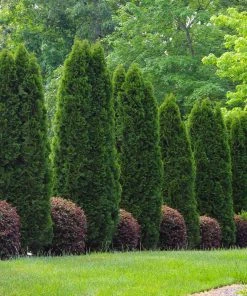 Brighter Blooms Evergreen & Privacy Emerald Green Thuja Tree