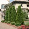 NO WARRANTY Emerald Green Thuja Tree Plants For Clay Soil