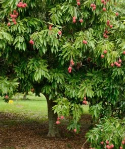 Brighter Blooms Emperor Lychee Tree