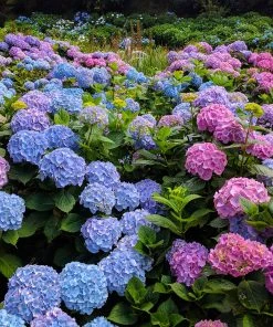 Brighter Blooms Shrubs & Hedges Endless Summer® Hydrangea Shrub