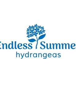Brighter Blooms Shrubs & Hedges Endless Summer® Hydrangea Shrub