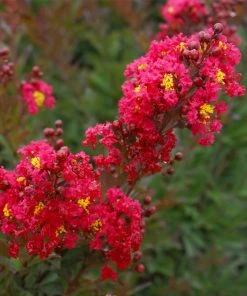 Brighter Blooms Enduring Summer Red Crape Myrtle Shrub Shrubs & Hedges