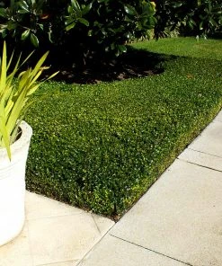 Brighter Blooms Dwarf English Boxwood Shrub Shrubs & Hedges