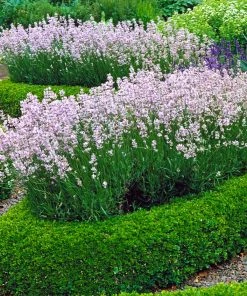 Brighter Blooms Dwarf English Boxwood Shrub Shrubs & Hedges