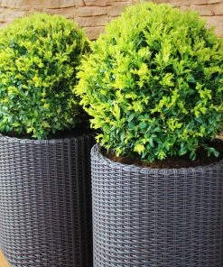 Brighter Blooms Dwarf English Boxwood Shrub Shrubs & Hedges
