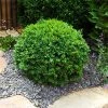 Brighter Blooms Dwarf English Boxwood Shrub Shrubs & Hedges