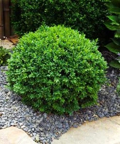 Brighter Blooms Dwarf English Boxwood Shrub Shrubs & Hedges