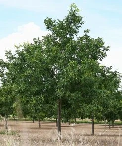 Brighter Blooms Fruit Trees Carpathian English Walnut Tree