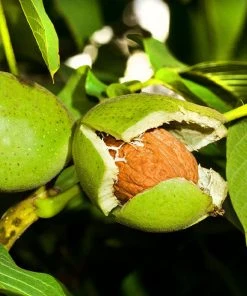 Brighter Blooms Fruit Trees Carpathian English Walnut Tree
