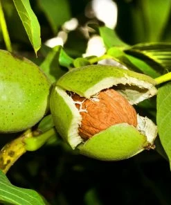 Brighter Blooms Fruit Trees Carpathian English Walnut Tree