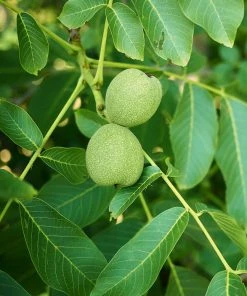 Brighter Blooms Fruit Trees Carpathian English Walnut Tree