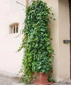 Brighter Blooms English Ivy