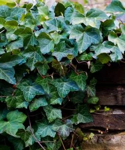 Brighter Blooms English Ivy