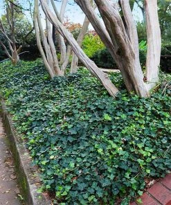 Brighter Blooms English Ivy