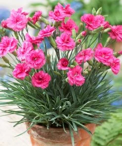 Brighter Blooms Scent First® Eternity Dianthus