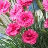 Brighter Blooms Scent First® Eternity Dianthus