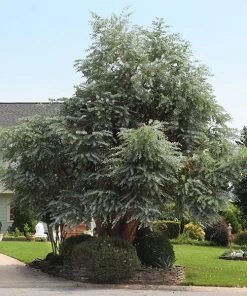 Brighter Blooms Evergreen & Privacy Eucalyptus Plant
