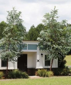 Brighter Blooms Evergreen & Privacy Eucalyptus Plant